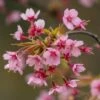'Kursar' Dwarf Cherry Blossom Tree 2 'Kursar' Dwarf Cherry Blossom Tree -Bloom And Harvest ORN0234 1