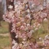 'Pink Shell' Cherry Blossom Tree | Prunus × Yedoensis 2 'Pink Shell' Cherry Blossom Tree | Prunus × Yedoensis -Bloom And Harvest ORN0238 8