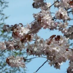 Sargent's Cherry Blossom Tree | Prunus Sargentii -Bloom And Harvest ORN0240 3
