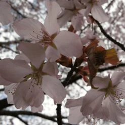 Sargent's Cherry Blossom Tree | Prunus Sargentii -Bloom And Harvest ORN0240 4