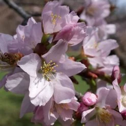 Sargent's Cherry Blossom Tree | Prunus Sargentii -Bloom And Harvest ORN0240 5