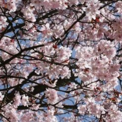 Sargent's Cherry Blossom Tree | Prunus Sargentii -Bloom And Harvest ORN0240 7