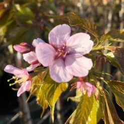 Sargent's Cherry Blossom Tree | Prunus Sargentii -Bloom And Harvest ORN0240 8