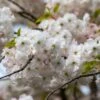 'Mount Fuji' Cherry Blossom Tree | Prunus Serrulata 'Shirotae' -Bloom And Harvest ORN0242 1