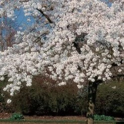 'Mount Fuji' Cherry Blossom Tree | Prunus Serrulata 'Shirotae' -Bloom And Harvest ORN0242 8