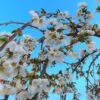 Dwarf White Weeping Cherry Blossom Tree | Prunus 'Snow Showers' -Bloom And Harvest ORN0244 1