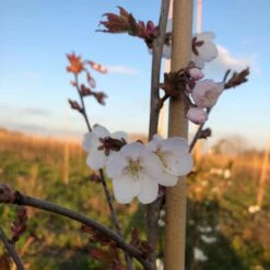 White Columnar Cherry Blossom Tree | Prunus 'Spire' -Bloom And Harvest ORN0246 8