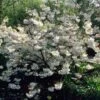 White Weeping Cherry Blossom Tree | Prunus Yedoensis 'Shidare Yoshino' -Bloom And Harvest ORN0253 1