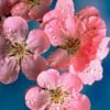Early Flowering Cherry Blossom Tree | Prunus Persicoides 'Spring Glow' -Bloom And Harvest ORN0256 1