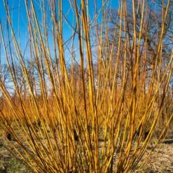 Scarlet Willow Tree | Salix Alba 'Chermesina' -Bloom And Harvest ORN0258 3