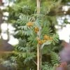 Copper Kettle' Rowan Tree | Sorbus -Bloom And Harvest ORN0267 1 ba10b4a0 05df 47ee 98c5 a3432fea6624