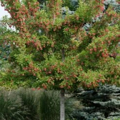 Tatarian Maple | Acer Tataricum 'Hotwings' -Bloom And Harvest ORN0278 2 15c5fde1 96e2 4f40 8272 8cde7dbaba1d