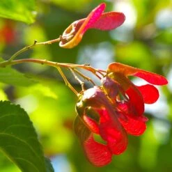 Tatarian Maple | Acer Tataricum 'Hotwings' -Bloom And Harvest ORN0278 4 2885856e bb9a 4ef8 962b 93b0ddd73361