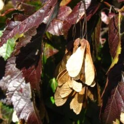 Tatarian Maple | Acer Tataricum 'Hotwings' -Bloom And Harvest ORN0278 5 2f77771d bb4c 4416 bbc0 dc387bce8adc