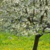 UK Native Wildlife-Friendly Cherry Blossom Tree | Prunus Avium 2 UK Native Wildlife-Friendly Cherry Blossom Tree | Prunus Avium -Bloom And Harvest ORN0312 1