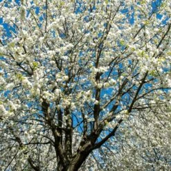 UK Native Wildlife-Friendly Cherry Blossom Tree | Prunus Avium 9 UK Native Wildlife-Friendly Cherry Blossom Tree | Prunus Avium -Bloom And Harvest ORN0312 2