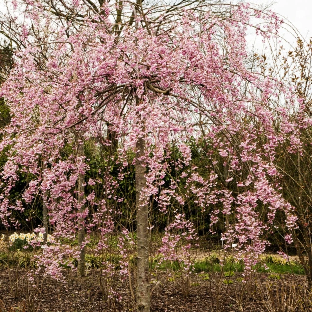 Pink Weeping Winter Flowering Cherry Tree | Prunus Subhirtella 'Pendula Rosea' 4 Pink Weeping Winter Flowering Cherry Tree | Prunus Subhirtella 'Pendula Rosea' - Image 2
