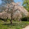 Pink Weeping Winter Flowering Cherry Tree | Prunus Subhirtella 'Pendula Rosea' -Bloom And Harvest ORN0352 2 c8424f29 87cd 4e0f 8d1b 6451d351a1a2