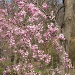 Pink Weeping Winter Flowering Cherry Tree | Prunus Subhirtella 'Pendula Rosea' 9 Pink Weeping Winter Flowering Cherry Tree | Prunus Subhirtella 'Pendula Rosea' -Bloom And Harvest ORN0352 3