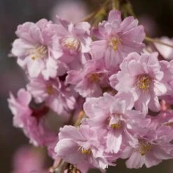 Pink Weeping Winter Flowering Cherry Tree | Prunus Subhirtella 'Pendula Rosea' 10 Pink Weeping Winter Flowering Cherry Tree | Prunus Subhirtella 'Pendula Rosea' -Bloom And Harvest ORN0352 4