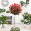 Photinia 'Red Robin' Mini-Standard Tree -Bloom And Harvest ORN0360 1 b463481a 9705 47db a1f9 89f19d90ae41