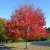 Canadian Red Maple Tree | Acer Rubrum 'Red Pointe' -Bloom And Harvest ORN0385 1 5ebe7fd8 354f 4039 bf14 8c8d7613b2f5