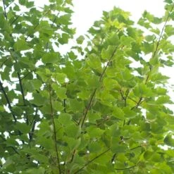 Canadian Red Maple Tree | Acer Rubrum 'Red Pointe' 9 Canadian Red Maple Tree | Acer Rubrum 'Red Pointe' -Bloom And Harvest ORN0385 4 7afe9936 2048 4b99 a359 2f747dcfb264