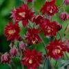 Aquilegia 'Bordeaux Barlow' -Bloom And Harvest PB0026 1