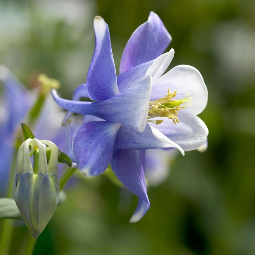 Aquilegia Spring Magic Collection 4 Aquilegia Spring Magic Collection - Image 2