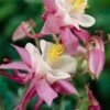Aquilegia 'Spring Magic Rose & White' -Bloom And Harvest PB0032 1