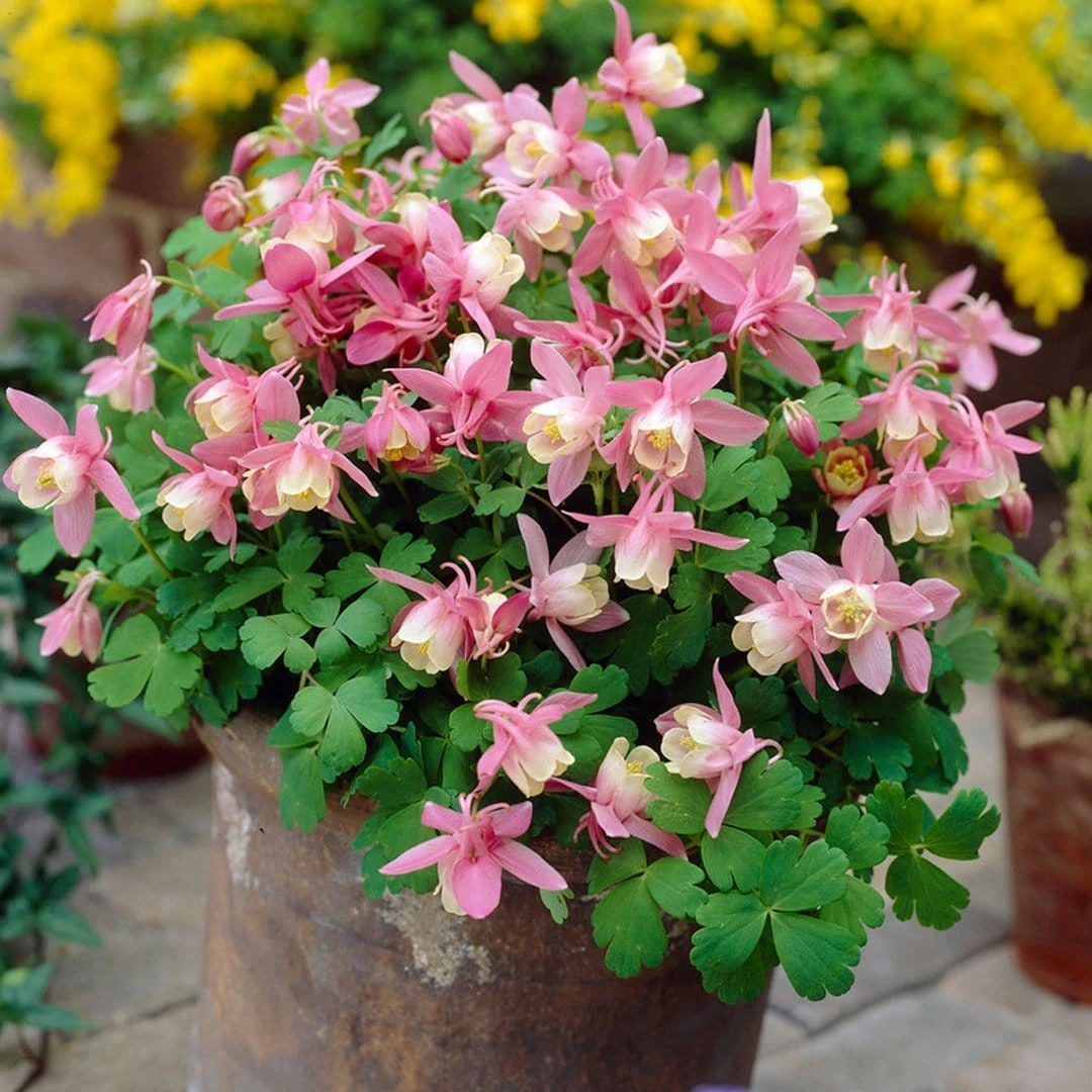 Aquilegia Spring Magic Collection 7 Aquilegia Spring Magic Collection - Image 5