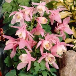 Aquilegia 'Spring Magic Rose & White' -Bloom And Harvest PB0032 3