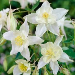 Aquilegia Spring Magic Collection 13 Aquilegia Spring Magic Collection -Bloom And Harvest PB0034 1 e73c1e9b 8fd4 4fd7 baca 7854772b1df3