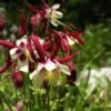Aquilegia 'William Guiness' -Bloom And Harvest PB0036 2 ca8f217a f62b 4546 bcee 3cd229ef8405
