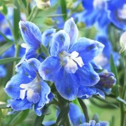 Delphinium Camelot Collection -Bloom And Harvest PB0097 1 0cc41c15 4501 4368 a1a0 433f78f91dbb