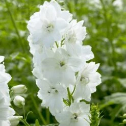 Delphinium Camelot Collection -Bloom And Harvest PB0100 1 3499ced2 fb33 4bf3 a90d 3d319d2acdd2