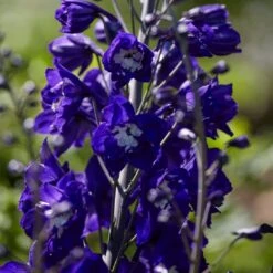 Delphinium Camelot Collection -Bloom And Harvest PB0105 1 8c5b11e4 4bcd 4392 aef5 647e50e7f705