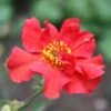 Geum 'Pink Petticoats' -Bloom And Harvest PB0174 1