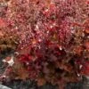 Heuchera 'Indian Summer Cranberry' -Bloom And Harvest PB0189 2