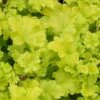 Heuchera 'Lime Marmalade' -Bloom And Harvest PB0190 1