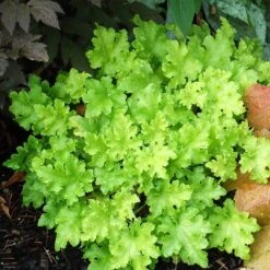 Heuchera 'Lime Marmalade' -Bloom And Harvest PB0190 2