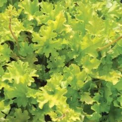 Heuchera 'Lime Marmalade' -Bloom And Harvest PB0190 3