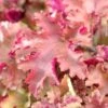 Heuchera 'Marmalade' -Bloom And Harvest PB0191 1