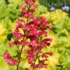 Heuchera 'Paris' -Bloom And Harvest PB0192 1