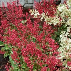Heuchera 'Paris' -Bloom And Harvest PB0192 4
