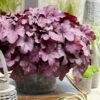 Heuchera 'Wild Rose' -Bloom And Harvest PB0194 4