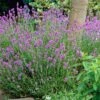 Lavender 'Hidcote Improved' -Bloom And Harvest PB0206 1