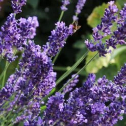 Lavender 'Hidcote Improved' -Bloom And Harvest PB0206 2