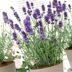 Lavender 'Hidcote Improved' -Bloom And Harvest PB0206 3