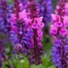Salvia 'Blue Marvel' -Bloom And Harvest PB0276 1